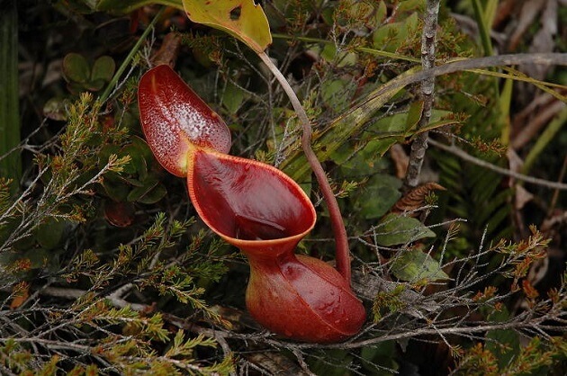 Plantes fascinantes, Nepenthes lowii