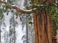 Plus vieux séquoia au monde, National Geographic