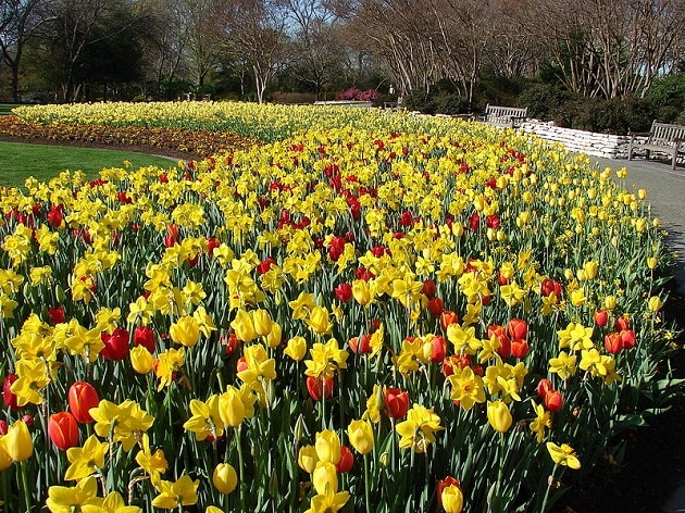 Jardin botanique, arboretum, Dallas