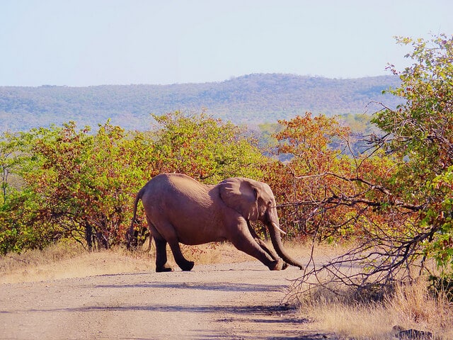 Safari au parc Kruger, Johannesburg
