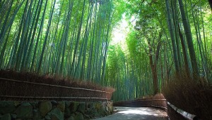 La forêt de bambous d’Arashiyama près de Kyoto