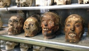 crânes exposés au musée d'anatomie de Montpellier