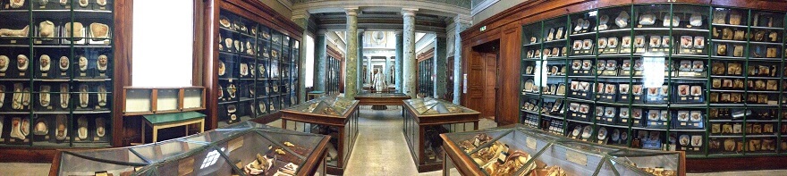Musée d'anatomie de Montpellier