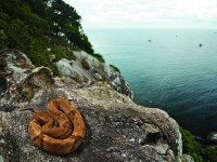 île de Queimada Grande, serpents