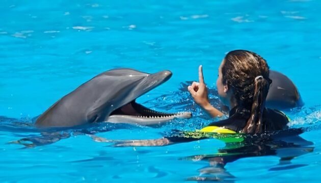 Nagez avec les dauphins et allez au parc aquatique Aquaventure à Dubaï