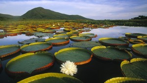 Pantanal, Brésil