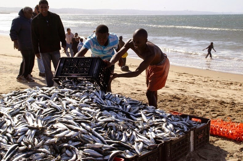 Sardine Run, Afrique du Sud