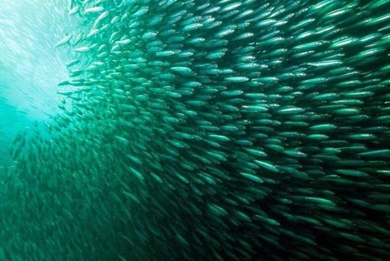 Sardine Run, Afrique du Sud