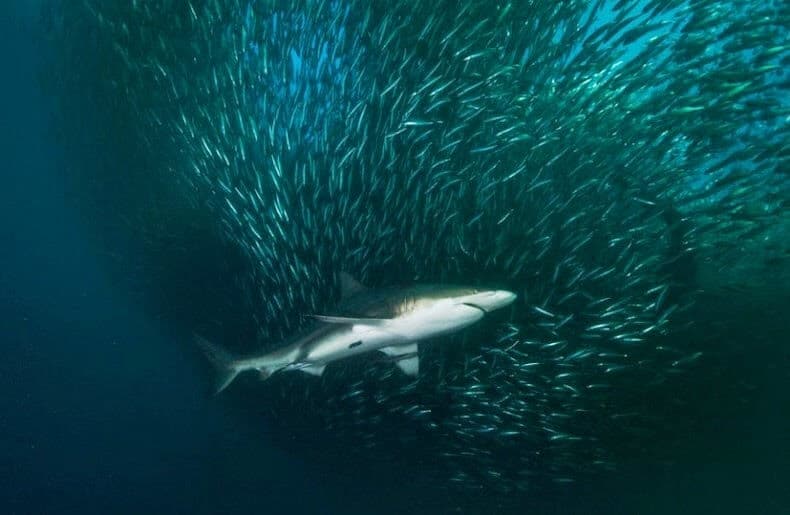 Sardine Run, Afrique du Sud