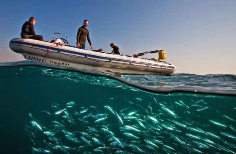 Sardine Run, Afrique du Sud