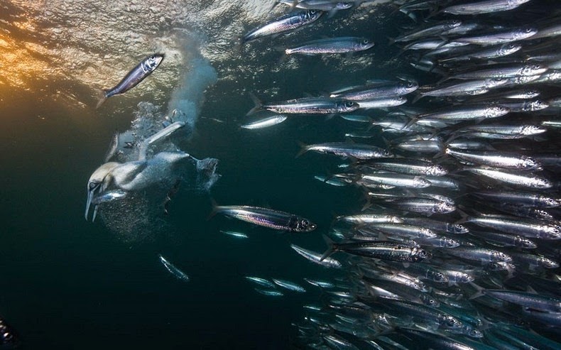 Sardine Run, South Africa