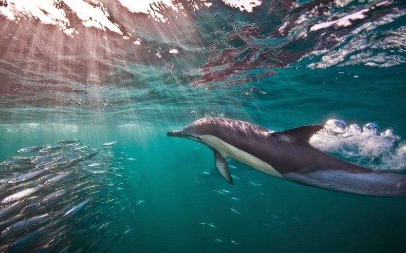 Sardine Run, Afrique du Sud