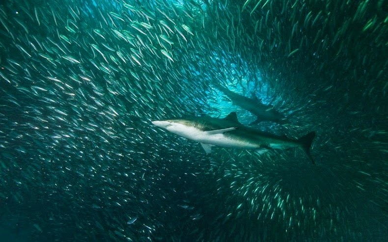 Sardine Run, Afrique du Sud