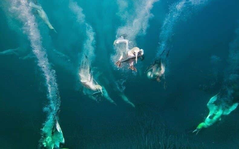 Sardine Run, Afrique du Sud