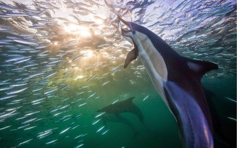 Sardine Run, Afrique du Sud