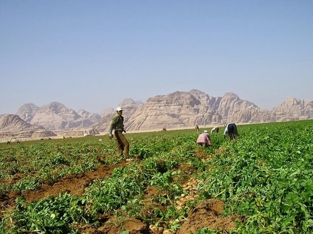 irrigation en caroussel, Wadi Rum, Jordanie
