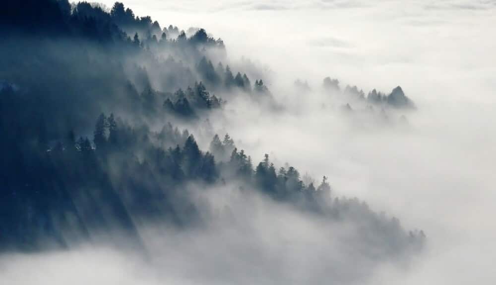 Brouillard, Forêt