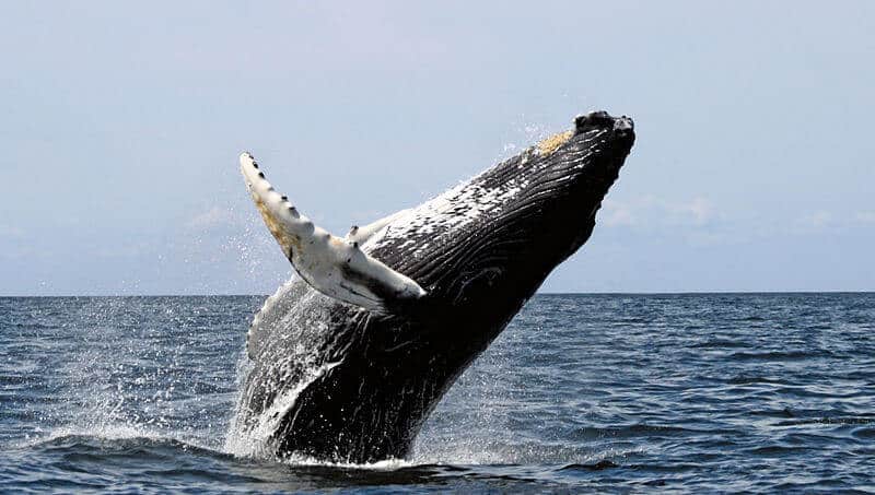observer des baleines au Stellwagen Bank National Marine Sanctuary