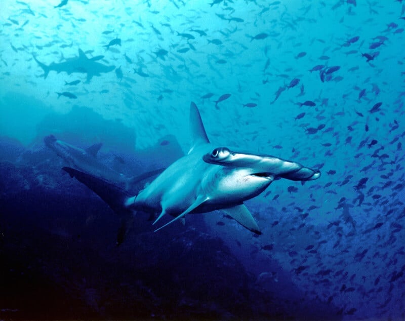 Île Cocos, requin, Costa Rica