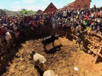 Savika, tauromachie, Madagascar