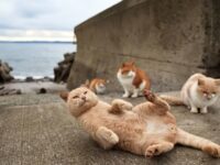 Tashirojima, l'île aux chats au Japon