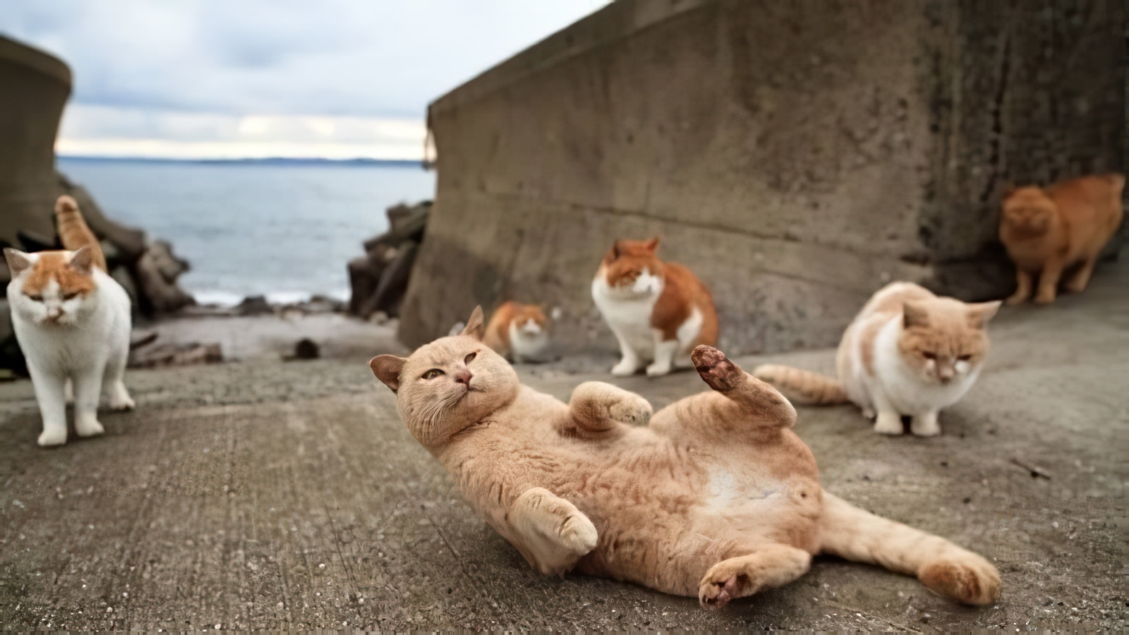 L Ile De Tashirojima Au Japon Ou L Ile Aux Chats