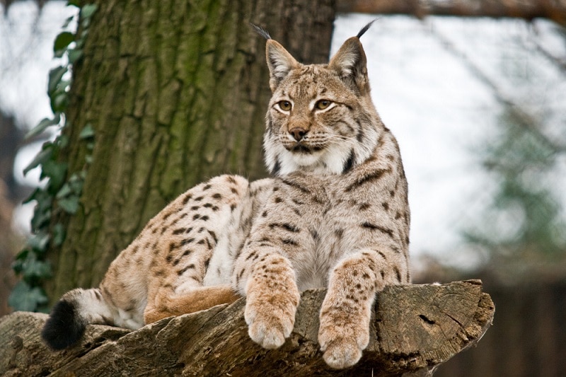 Lynx Eurasien