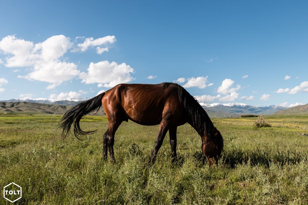 Horse grazing in Kyrgyz lowland