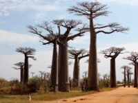 Allée des baobabs, Madagascar