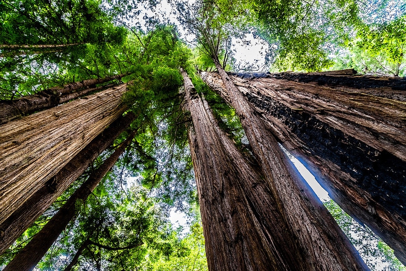 Parc national de Redwood, Californie