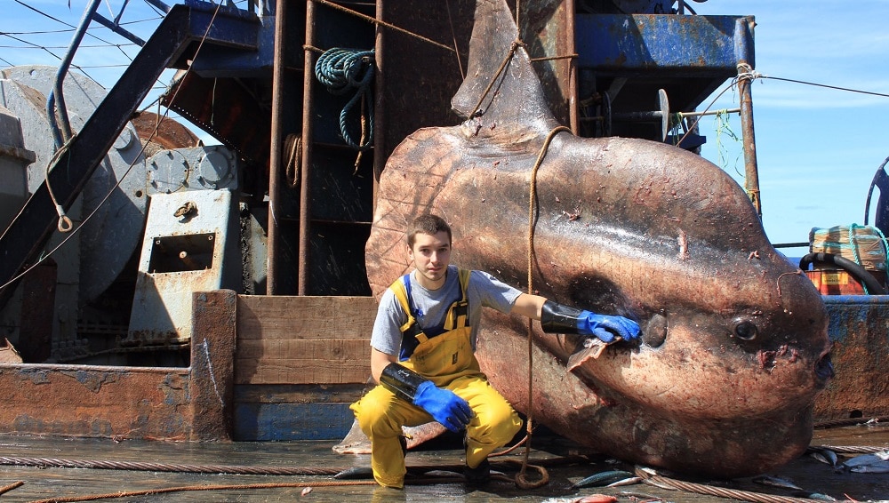 Un monstre marin en Russie