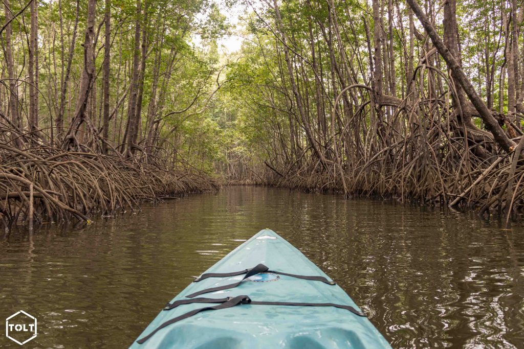 Balade en kayak dans la mangrove à Golfo Dulce