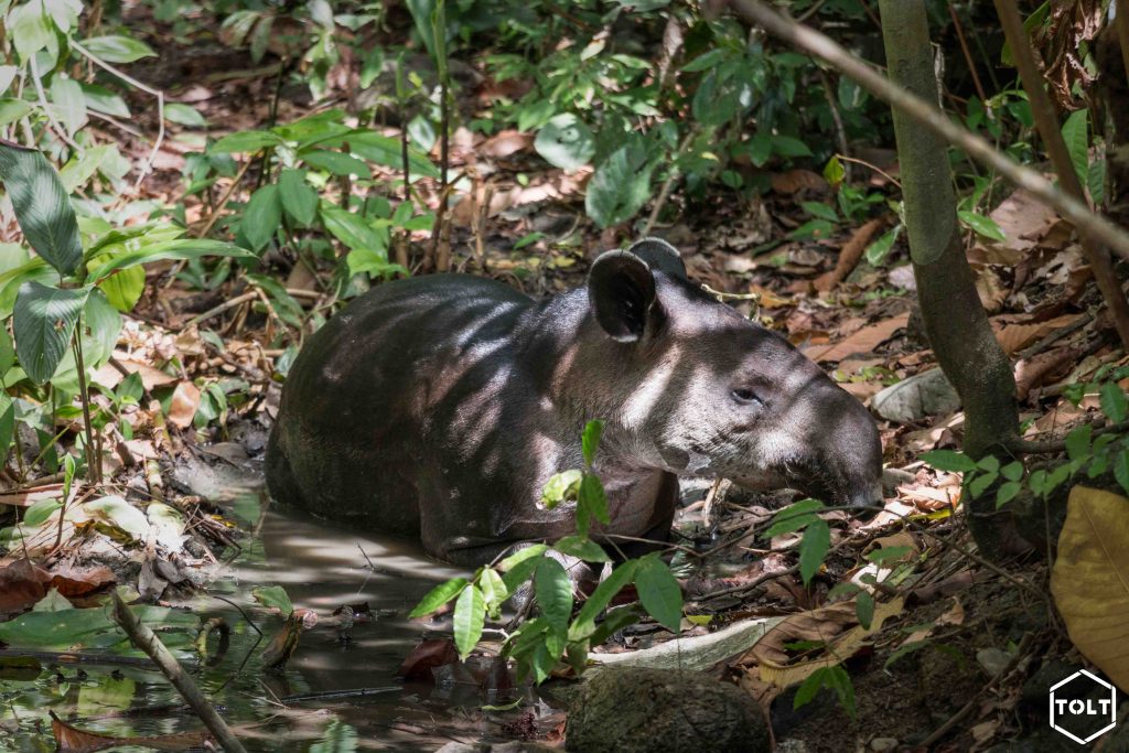 Tapir de Baird aperçu dans le parc du Corcovado