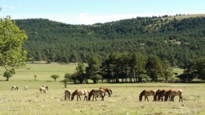 Visiter les Monts d'Azur, Haut-Thorenc