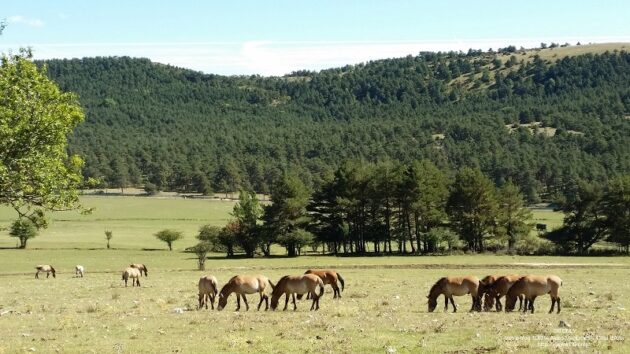 Visiter les Monts d'Azur, Haut-Thorenc