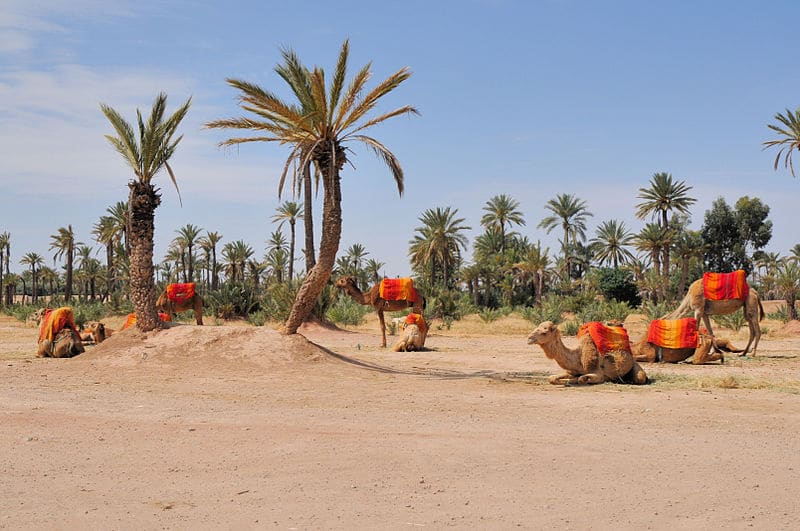 Palmeto di Marrakech