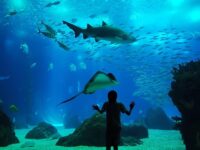 Visiter L'Aquarium de Lisbonne