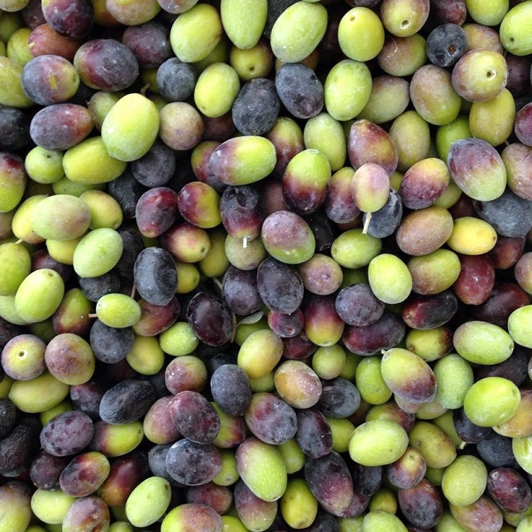 Huile d'olive, spécialité corse