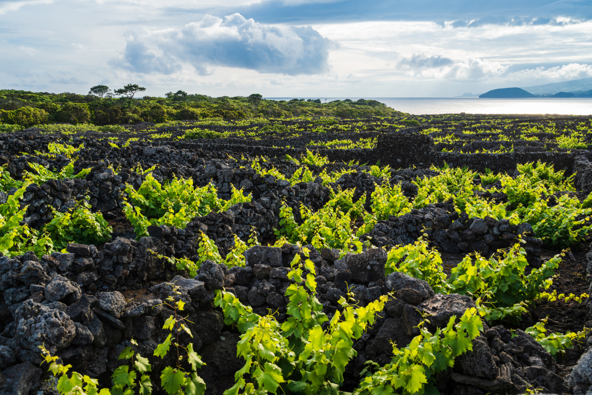 Vignoble sur sol volcanique aux Acores