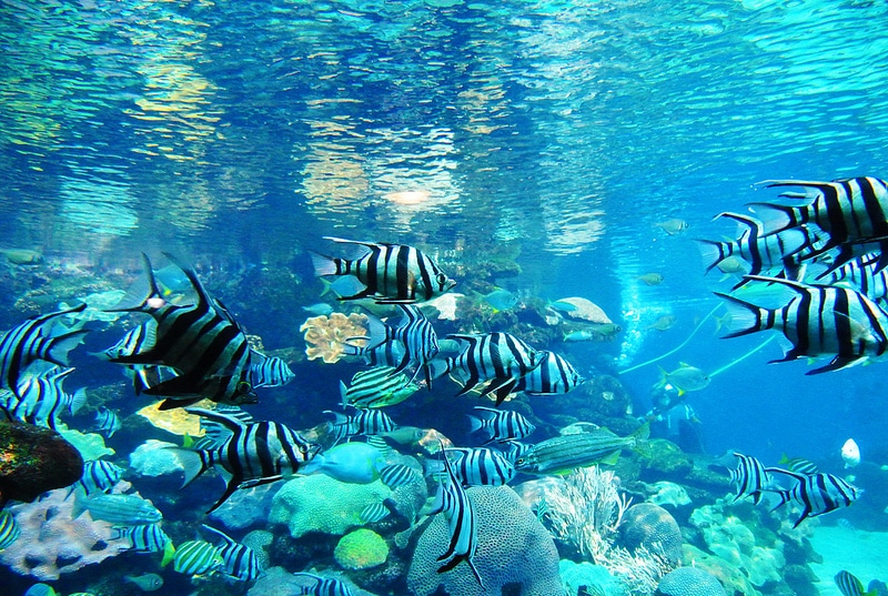 Aquarium of Western Australia, Perth