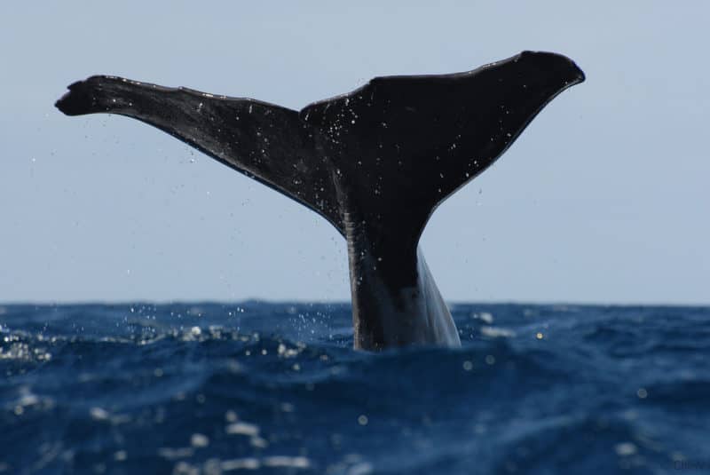 Baleine, Açores