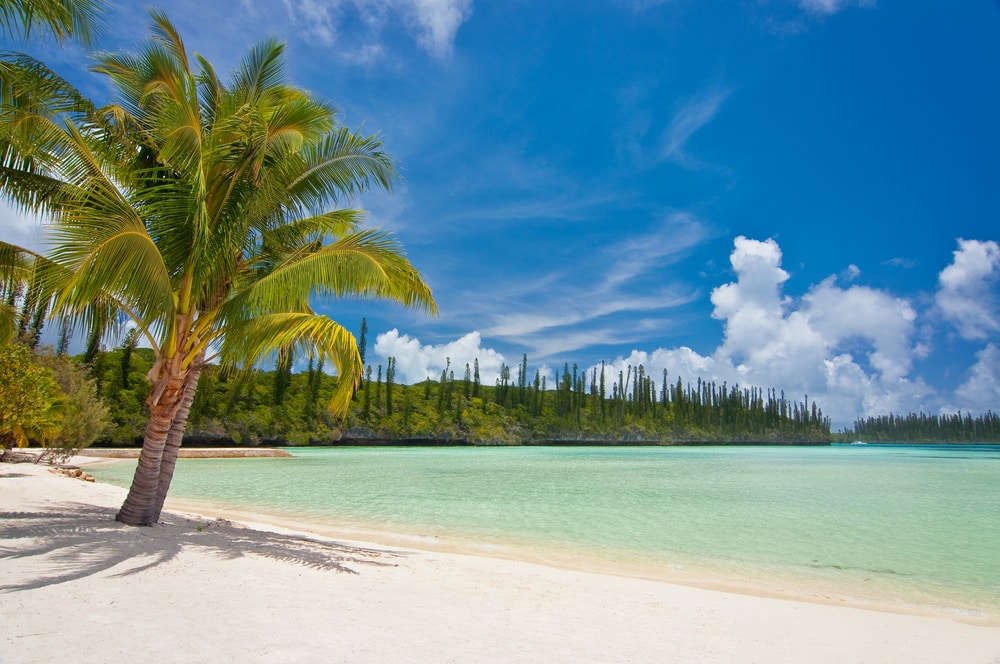 Palmier sur une plage tropicale, île des Pins, Nouvelle-Calédonie