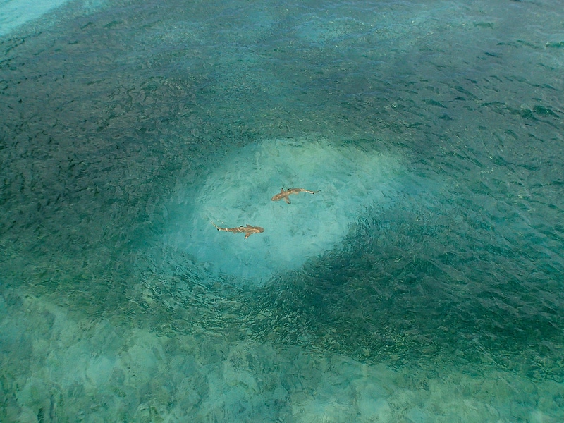 Swim with sharks, Maldives