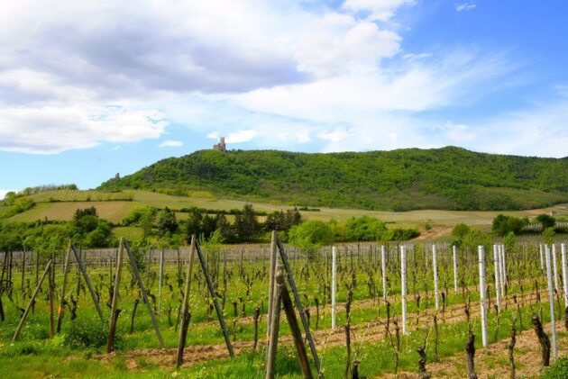 Dans quelle ville loger pour faire la route des vins d’Alsace ?