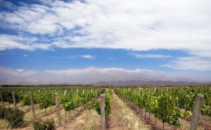 Vignoble à Uco Valley, Mendoza