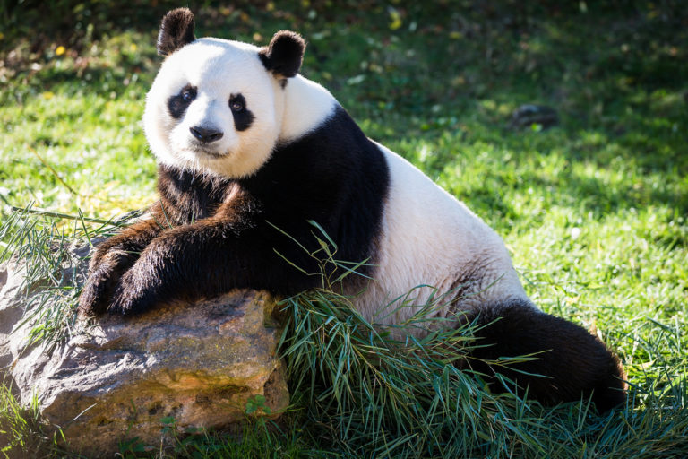 Visiter Le Zoo De Beauval : Billets, Tarifs, Horaires