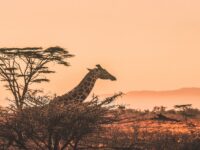 guide de voyage au Kenya avec des éléphants en savane