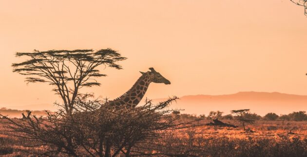 guide de voyage au Kenya avec des éléphants en savane