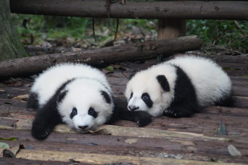 Pandas, base de recherche et de reproduction de Chengdu
