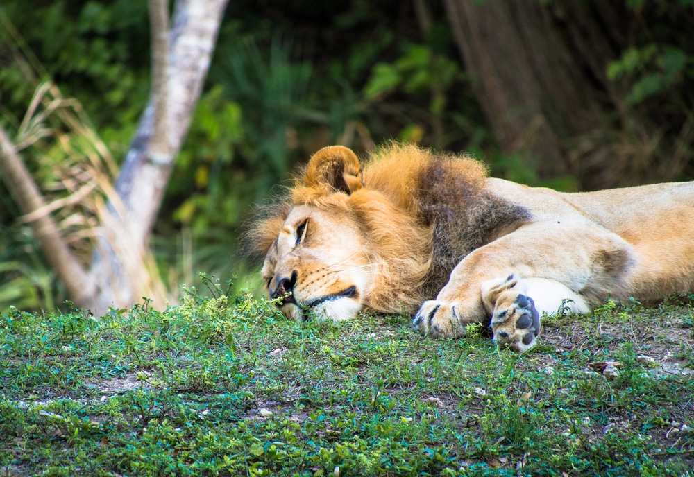 Un lion dans le zoo de Miami